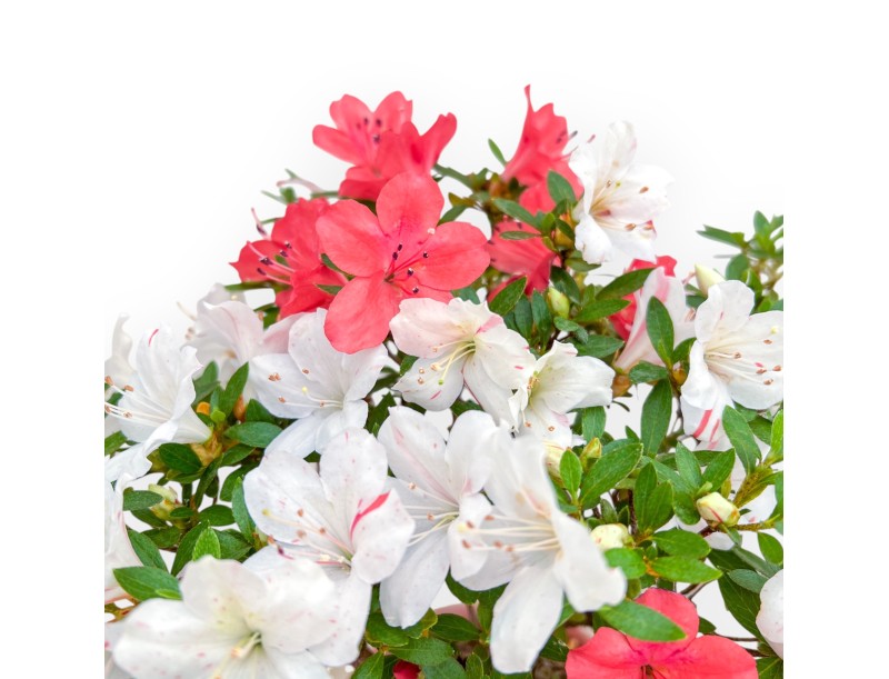 Rhododendron Indicum - Azalea - 33 cm