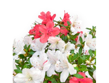 Rhododendron Indicum - Azalea - 33 cm