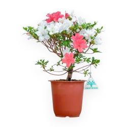 Rhododendron Indicum - Azalea - 33 cm