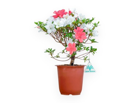Rhododendron Indicum - Azalée - 33 cm