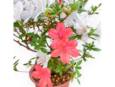 Rhododendron Indicum - Azalea - 33 cm