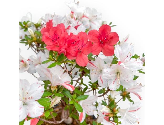 Rhododendron Indicum - Azalée - 33 cm 2