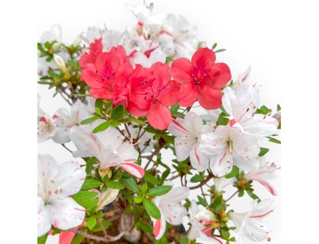 Rhododendron Indicum - Azalée - 33 cm