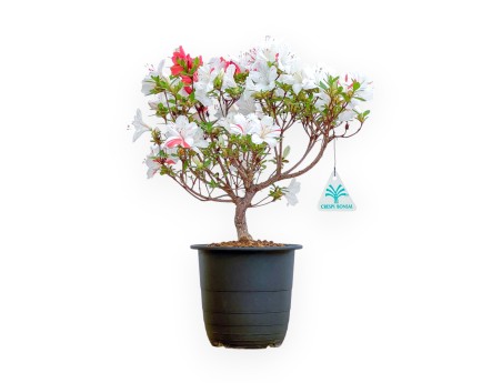 Rhododendron Indicum - Azalée - 33 cm