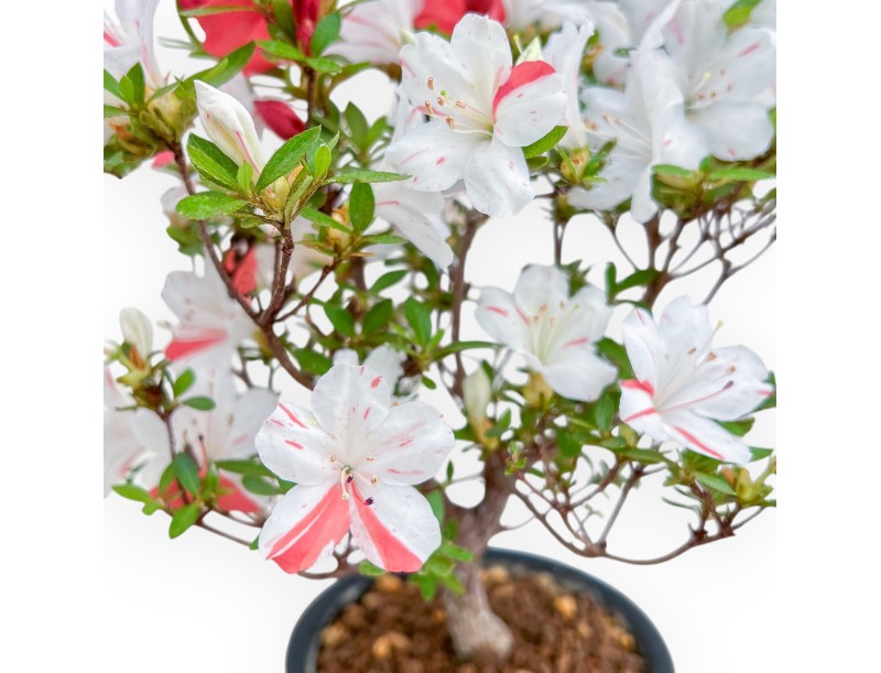 Rhododendron Indicum - Azalée - 33 cm