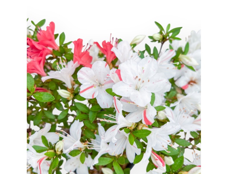 Rhododendron Indicum - Azalée - 33 cm