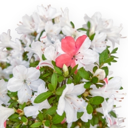Rhododendron Indicum - Azalea - 35 cm