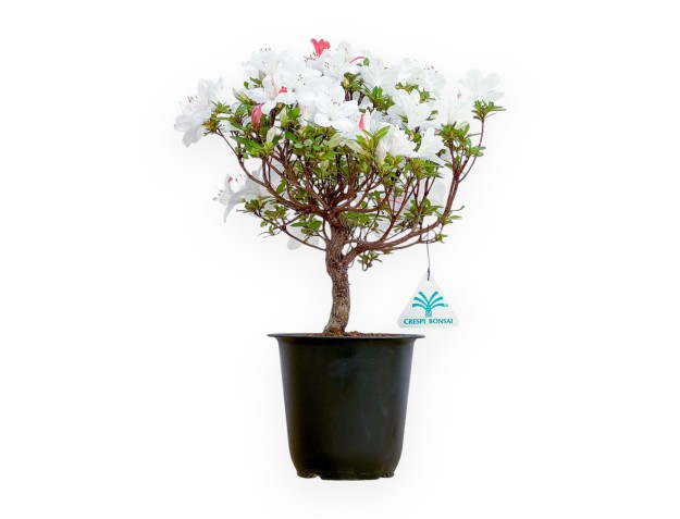 Rhododendron Indicum - Azalée - 35 cm