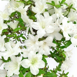 Rhododendron Indicum Hakatajiro - Azalea - 61 cm