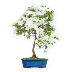 Rhododendron Indicum Hakatajiro - Azalea - 61 cm