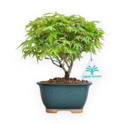 Acer Palmatum Kiyohime - Acero - 20 cm