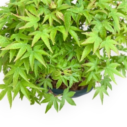 Acer Palmatum Kiyohime - Acero - 20 cm
