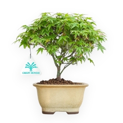 Acer Palmatum Kiyohime - Érable - 21 cm