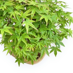 Acer Palmatum Kiyohime - Érable - 21 cm