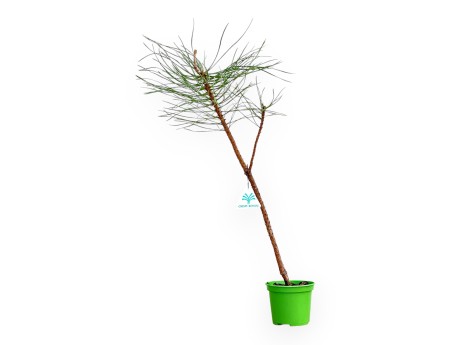 Pinus Nigra - Pin Noir - 49 cm