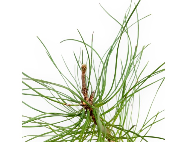 Pinus Nigra - Pino Nero - 49 cm 2