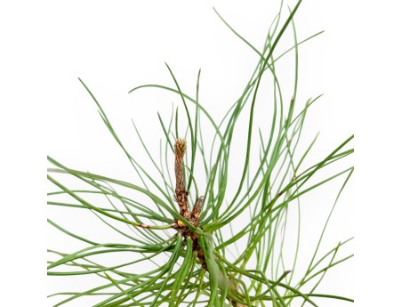 Pinus Nigra - Pin Noir - 49 cm