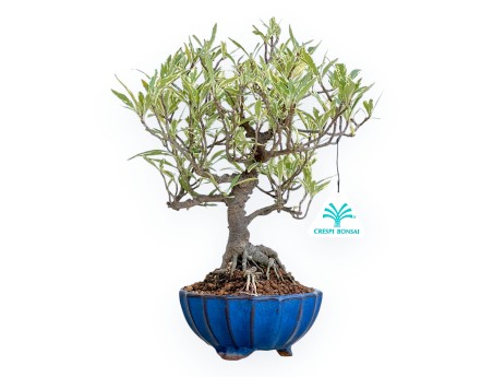 Gardenia Jasminoides variegated - Gardenia - 28 cm