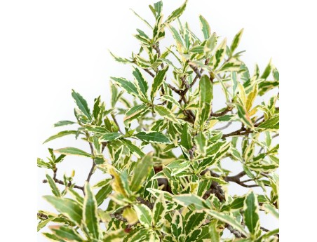 Gardenia Jasminoides variegated - Gardenia - 28 cm