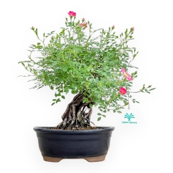 Rosa spp - 38 cm