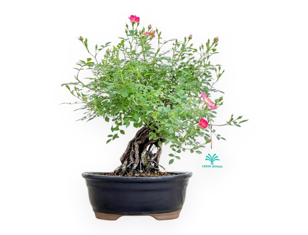 Rosier spp - 38 cm