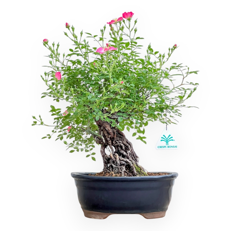 Rosa spp - 38 cm