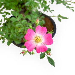 Rosa spp - 38 cm