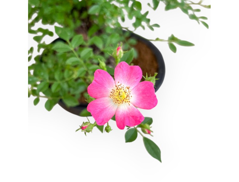 Rose spp - 38 cm