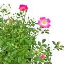 Rosa spp - 38 cm