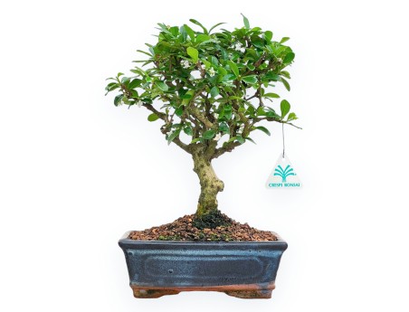 Carmona Macrophylla - Arbre à thé - 32 cm