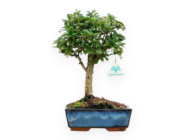 Carmona Macrophylla - Tea tree - 32 cm 2