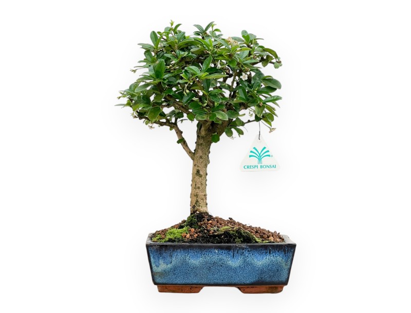 Carmona Macrophylla - Pianta del tè - 32 cm