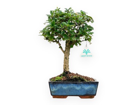 Carmona Macrophylla - Arbre à thé - 32 cm