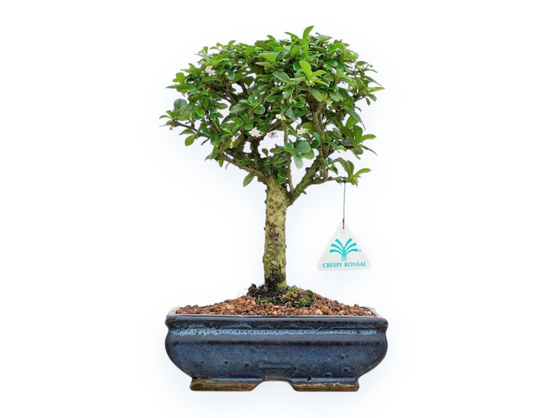 Carmona Macrophylla - Arbre à thé - 32 cm