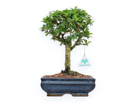 Carmona Macrophylla - Funkientree - 32 cm