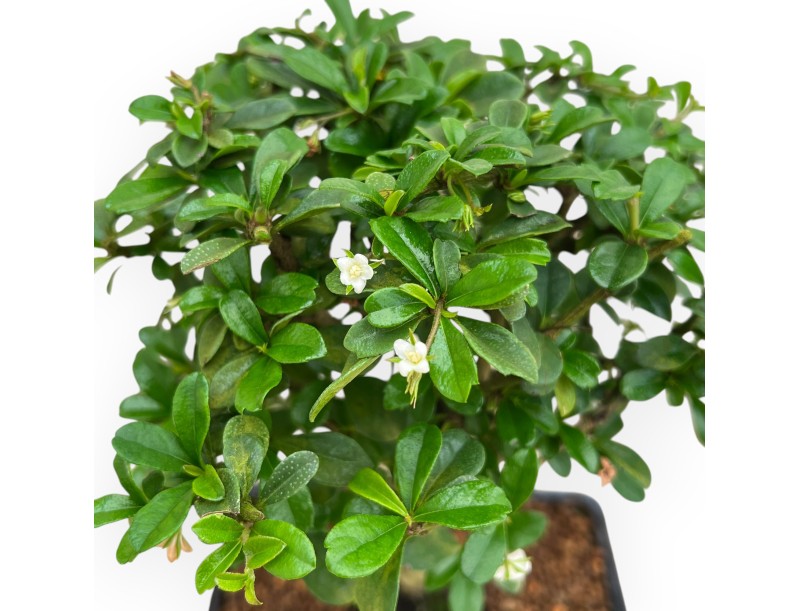 Carmona Macrophylla - Tea tree - 32 cm