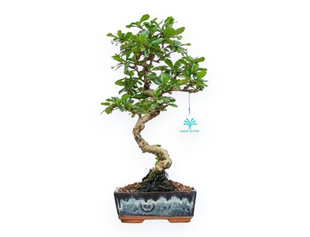 Carmona Macrophylla - Tea tree - 37 cm