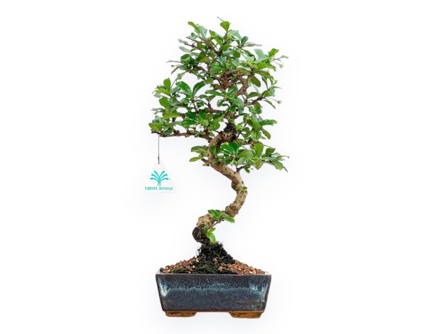 Carmona Macrophylla - Tea tree - 37 cm