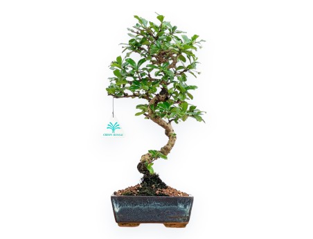 Carmona Macrophylla - Tea tree - 37 cm