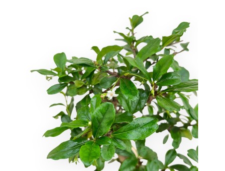 Carmona Macrophylla - Arbre à thé - 37 cm