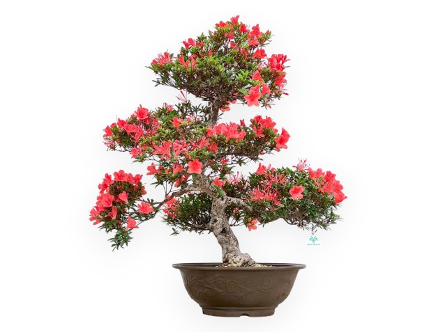 Rhododendron Indicum Kinsai - Azalea - 82 cm