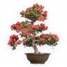 Rhododendron Indicum Kinsai - Azalea - 82 cm