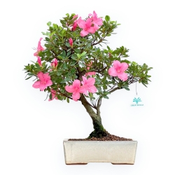 Rhododendron Indicum - Azalea - 45 cm