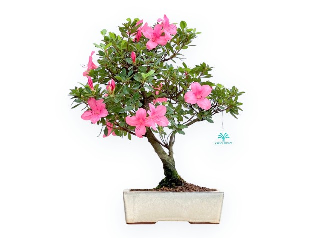 Rhododendron Indicum - Azalée - 45 cm