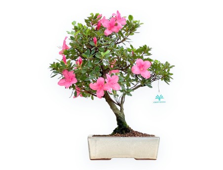 Rhododendron Indicum - Azalea - 45 cm