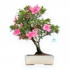 Rhododendron Indicum - Azalea - 45 cm