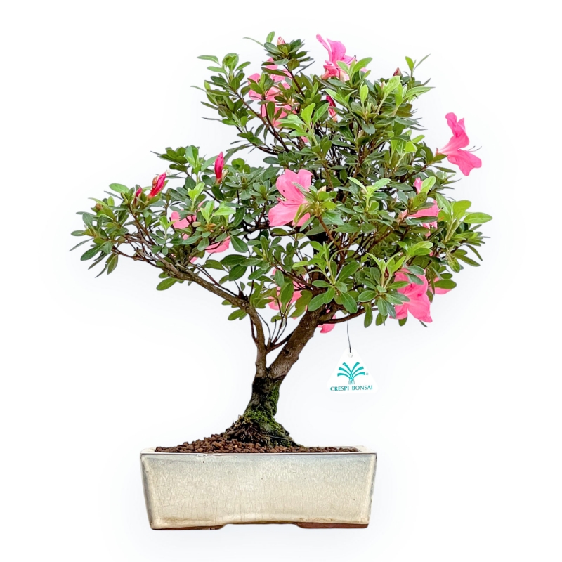 Rhododendron Indicum - Azalea - 45 cm