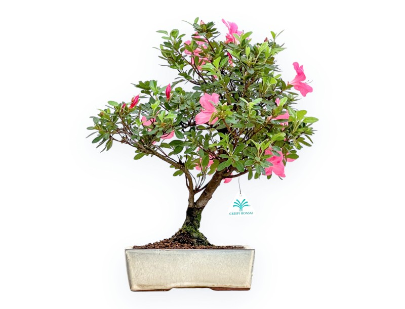 Rhododendron Indicum - Azalée - 45 cm