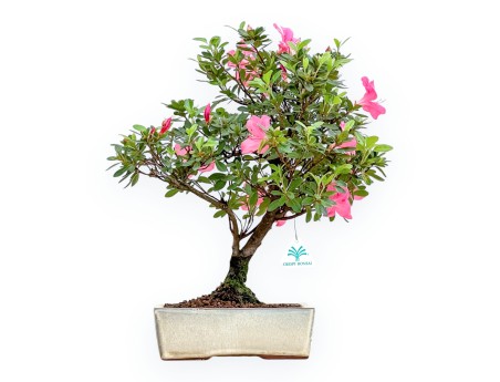 Rhododendron Indicum - Azalée - 45 cm