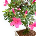 Rhododendron Indicum - Azalea - 45 cm